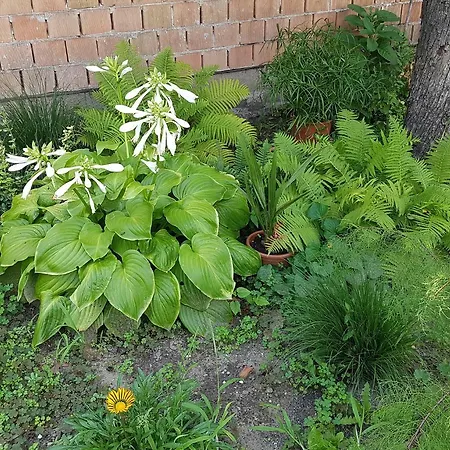 Apartamento Kossuth Lajos U. 176.